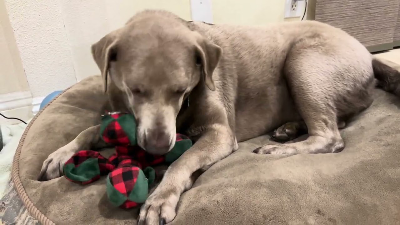 Color Dilution Alopecia (hair loss) Treatment, silver lab dog #dogdermatology #colordilutionalopecia