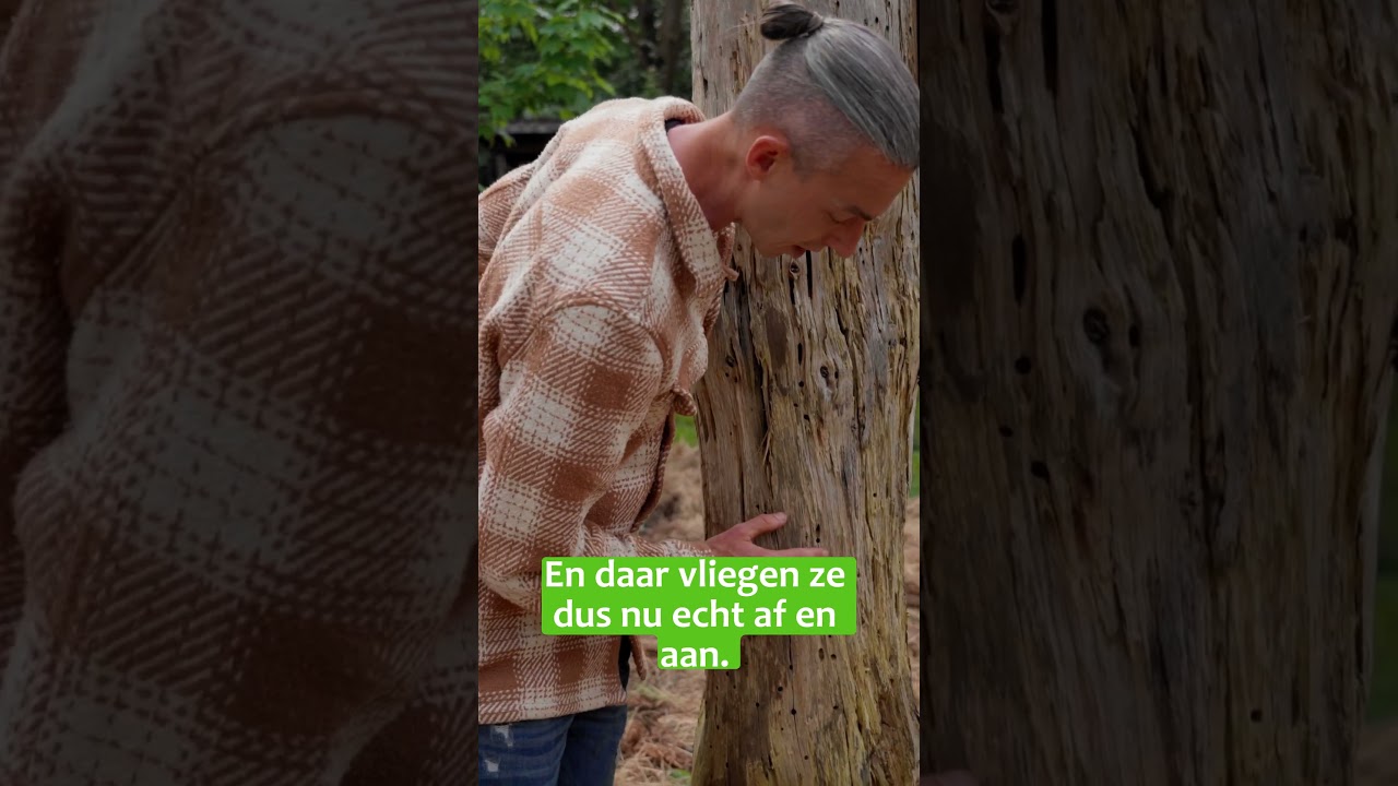 Dood hout is leven! 