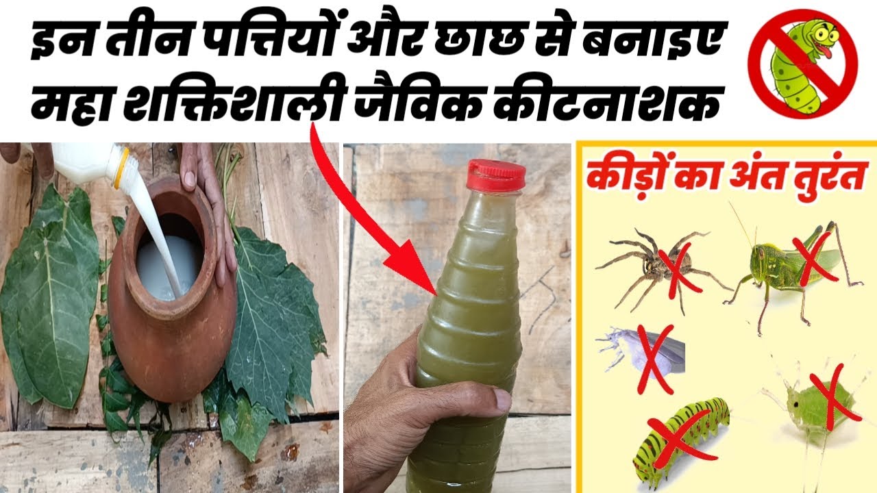 छाछ/मट्ठा से घर पर बनाएं जैविक कीटनाशक | making pesticide from buttermilk | homemade pesticide