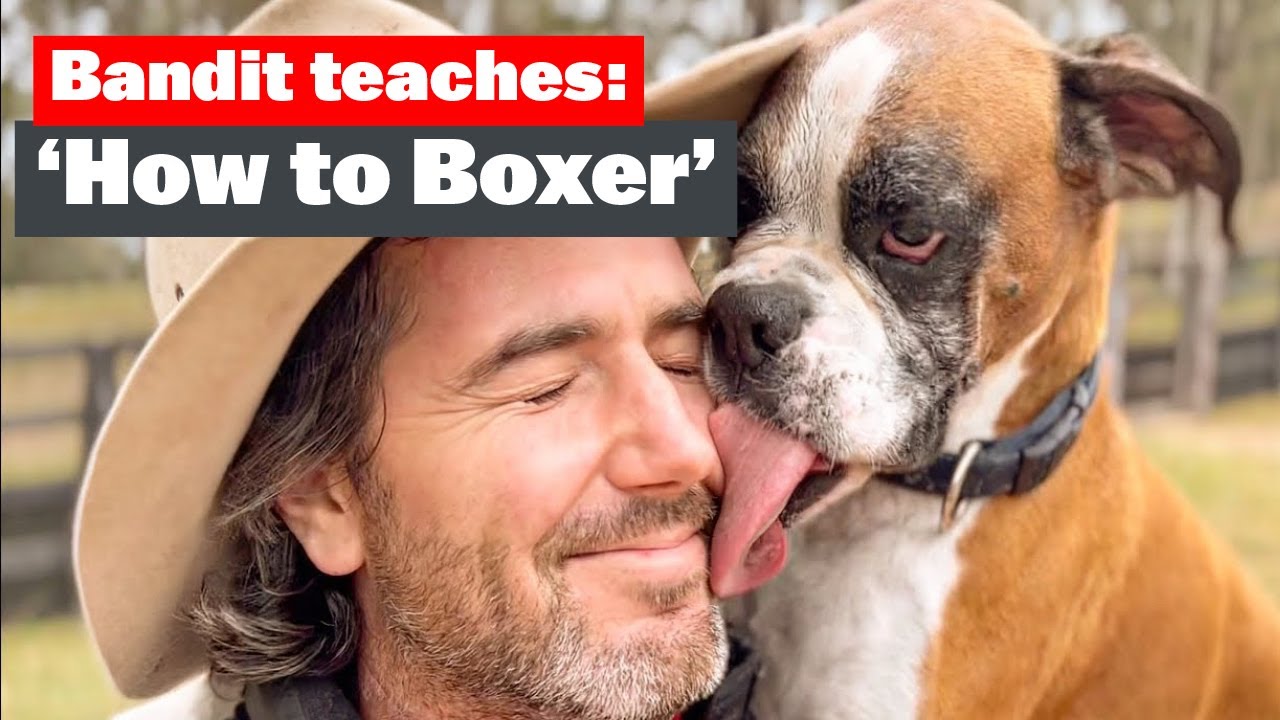 Bandit Teaches ‘How To Boxer’
