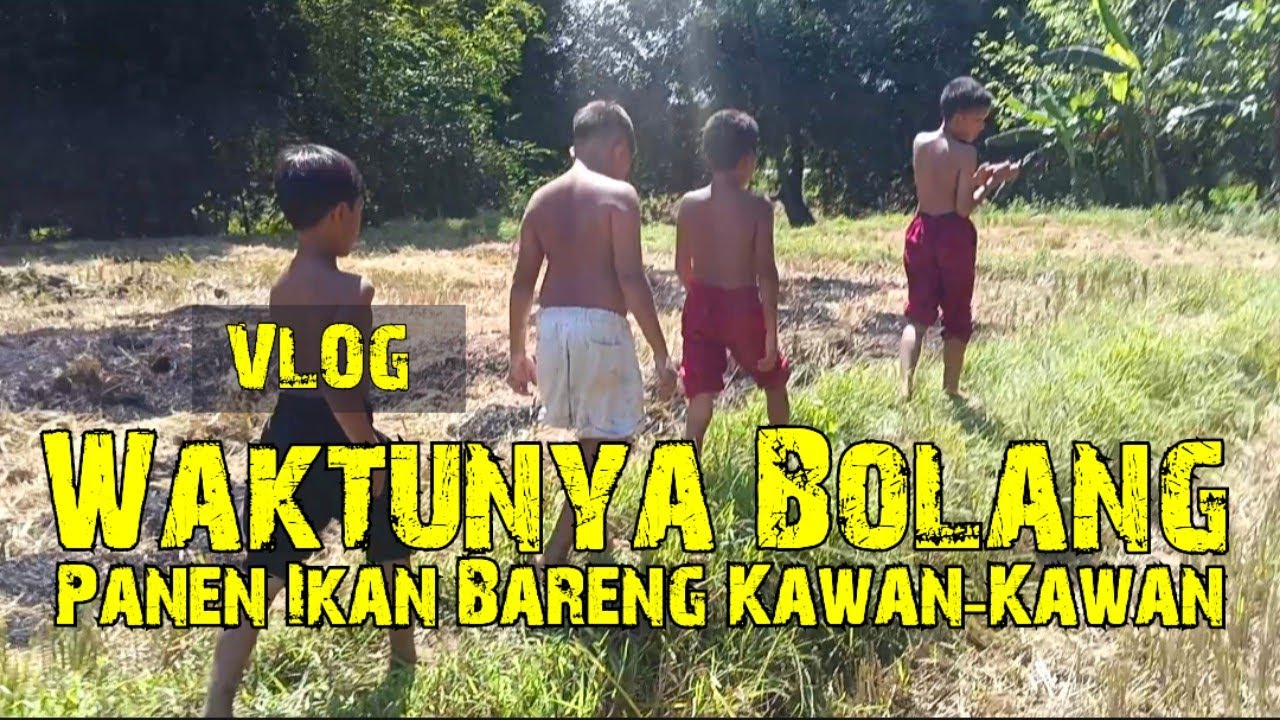 VLOG PART 11 | KESERUAN PANEN IKAN DI SAWAH SI OZAN