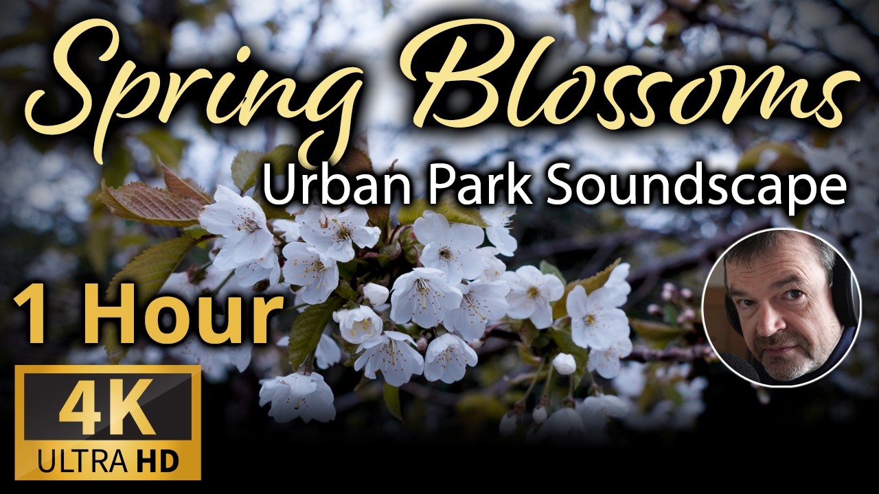 1 Hour of Urban Park Birds (no music) for Relaxation with 4K Spring Blossom Video