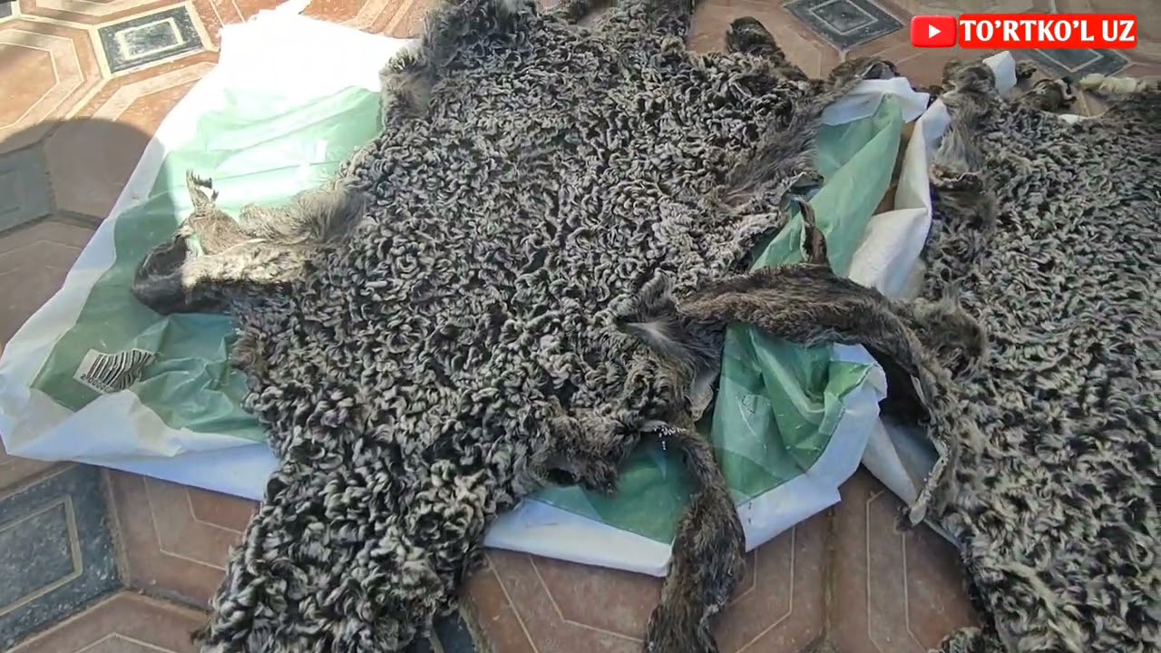 TURTKUL SUR TERI NARXLARI ТУРТКУЛЬ СУР ТЕРИ НАРХЛАРИ