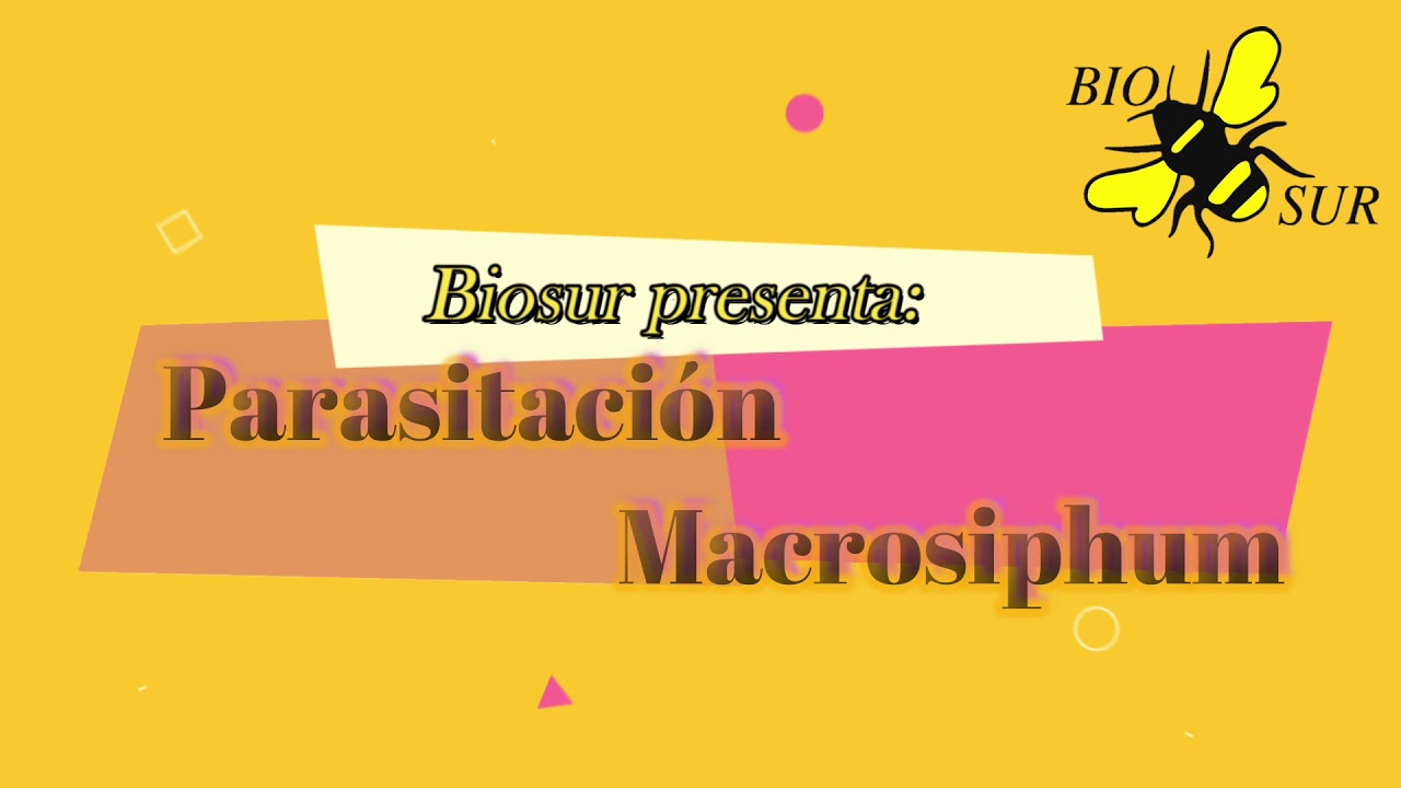 Biosur. Aphidius ervi controlando Macrosiphum