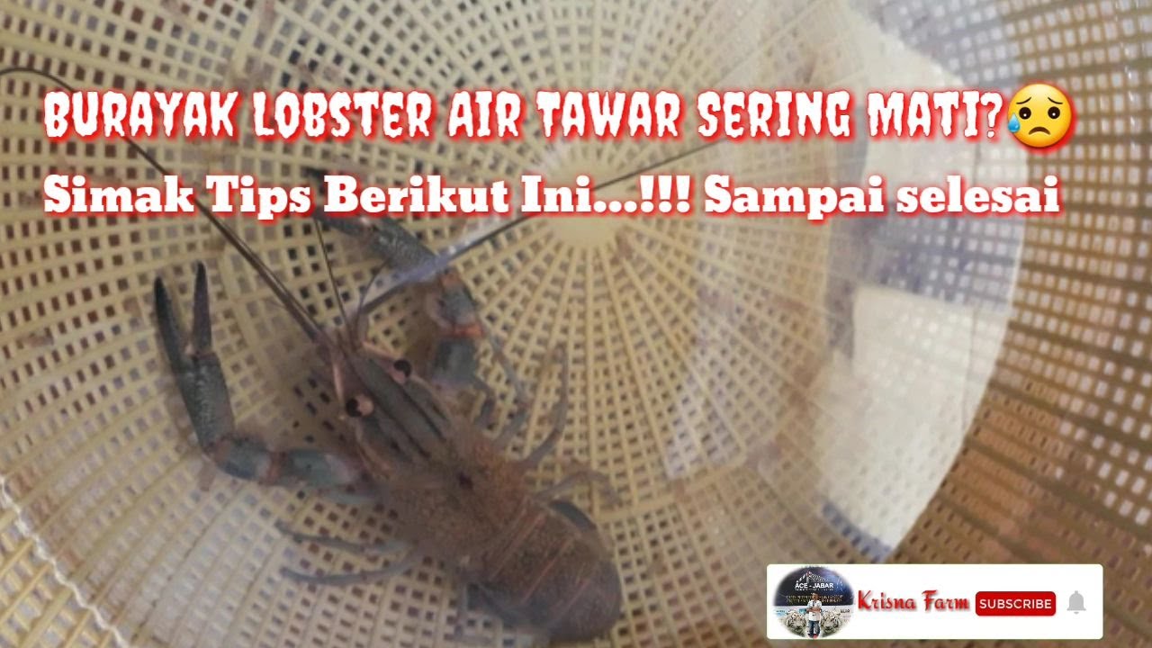 Burayak Lobster Air Tawar Sering Mati? Simak Tips Berikut Ini Sampai Selesai