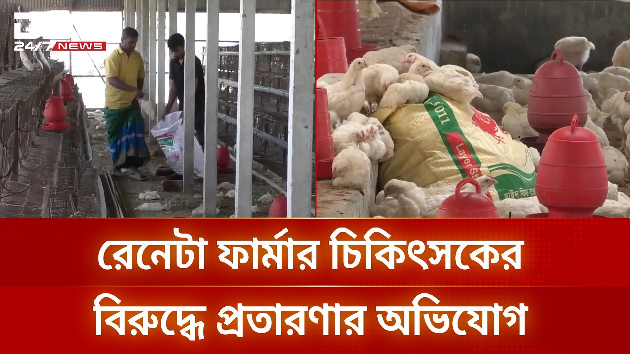 টাঙ্গাইলে ভুল চিকিৎসায় ১৮ হাজার মুরগির মৃত্যুতে নিঃস্ব খামারি | DBC NEWS