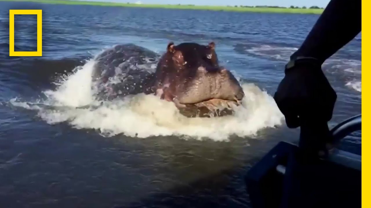 ボートに突進するカバ | ナショジオ