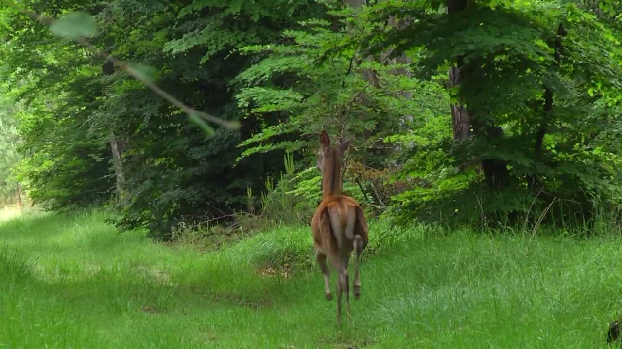 JEUNE CERF, BICHE ET FAON