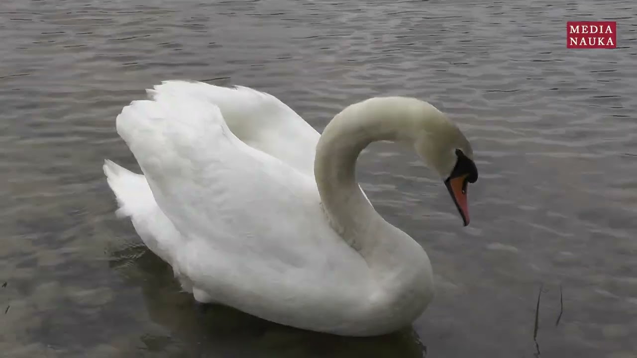 Łabędź niemy (Cygnus olor)