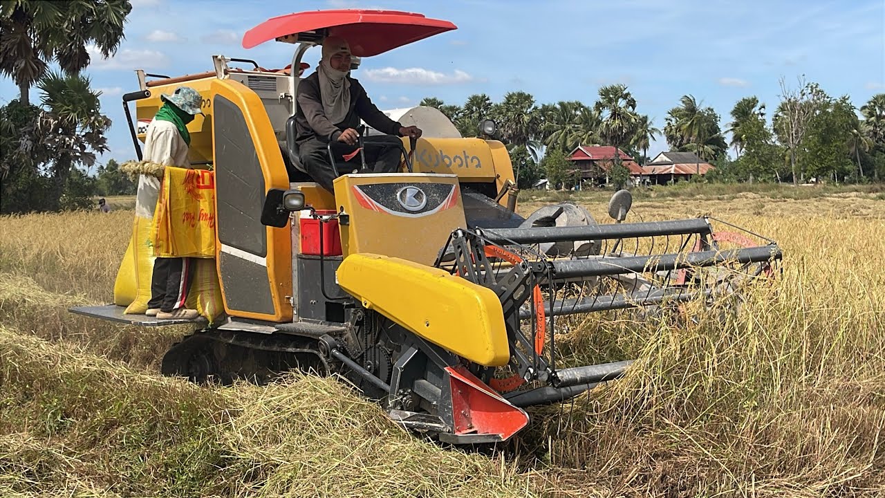 Ngày đầu vụ của a máy cắt lúa kubota dc70