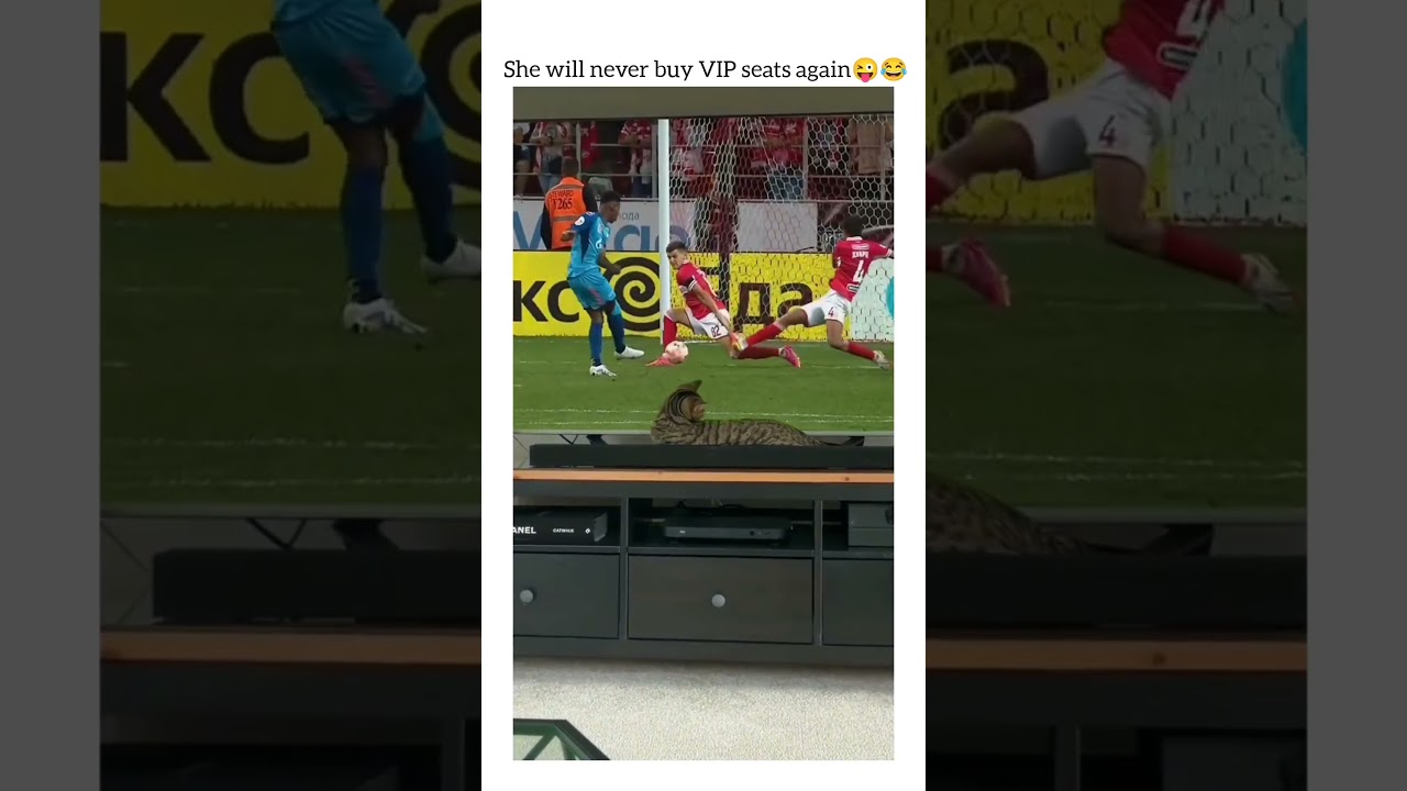 She will never buy vip tickets ever#cats #funny #ytshorts #foryou #grats
