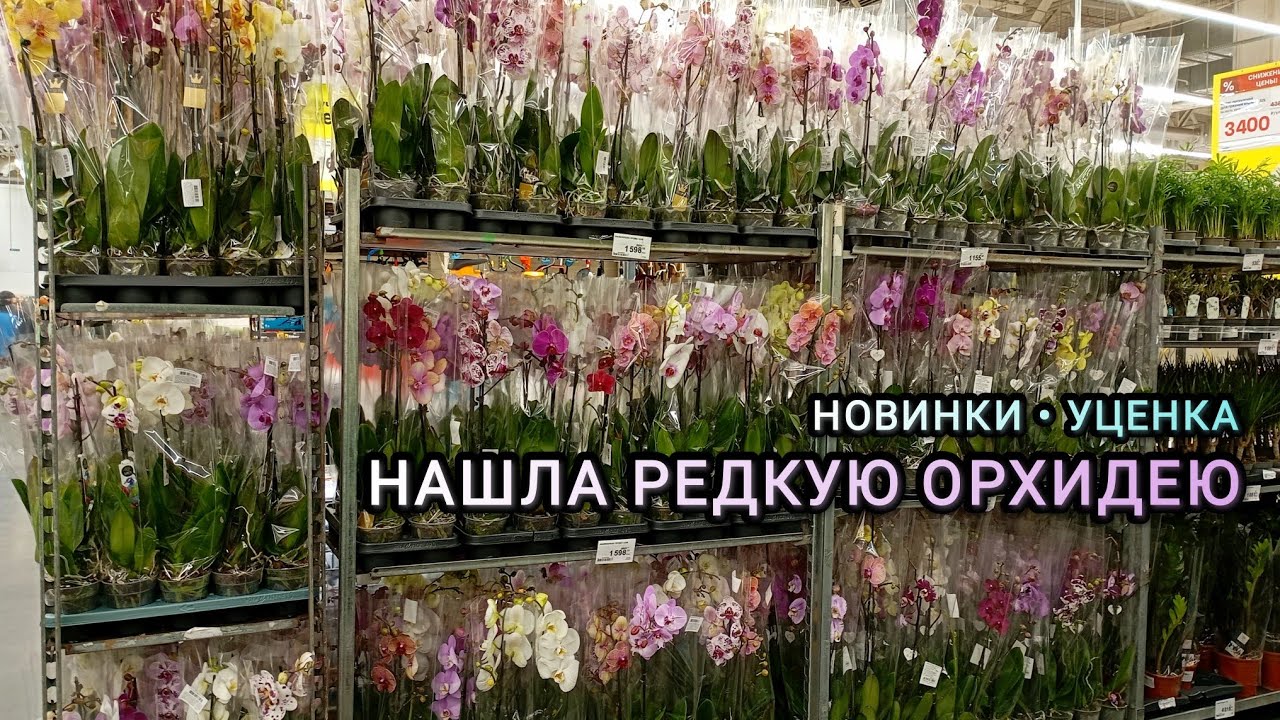 Свежий завоз &bull; Уценка &bull; Что купила 🌸🕷🕸 #орхидеи #обзор #тюмень #цветущие #orchid #фаленопсис #цветы
