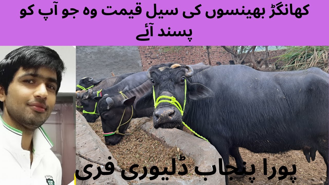 Khangar Buffalo sale mela || کھانگڑ بھینسوں کی سیل