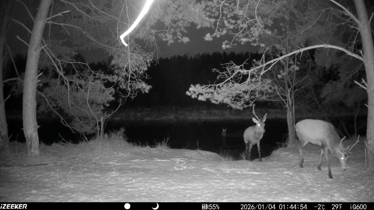 Przeprawa jeleni przez rzekę, łanie szukające pożywienia, zima okiem fotopułapki #73 ❄️🌲🦌