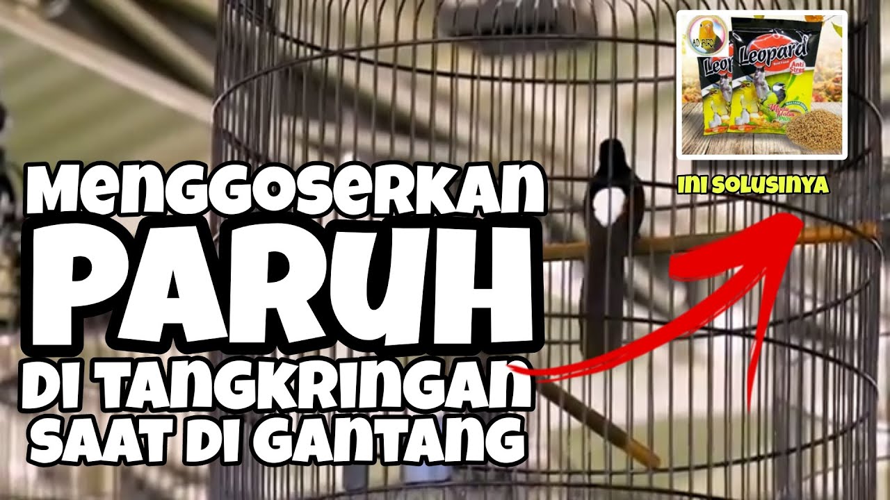 Murai batu menggoser goserkan paruh ke tangkringan saat di gantang ini solusinya