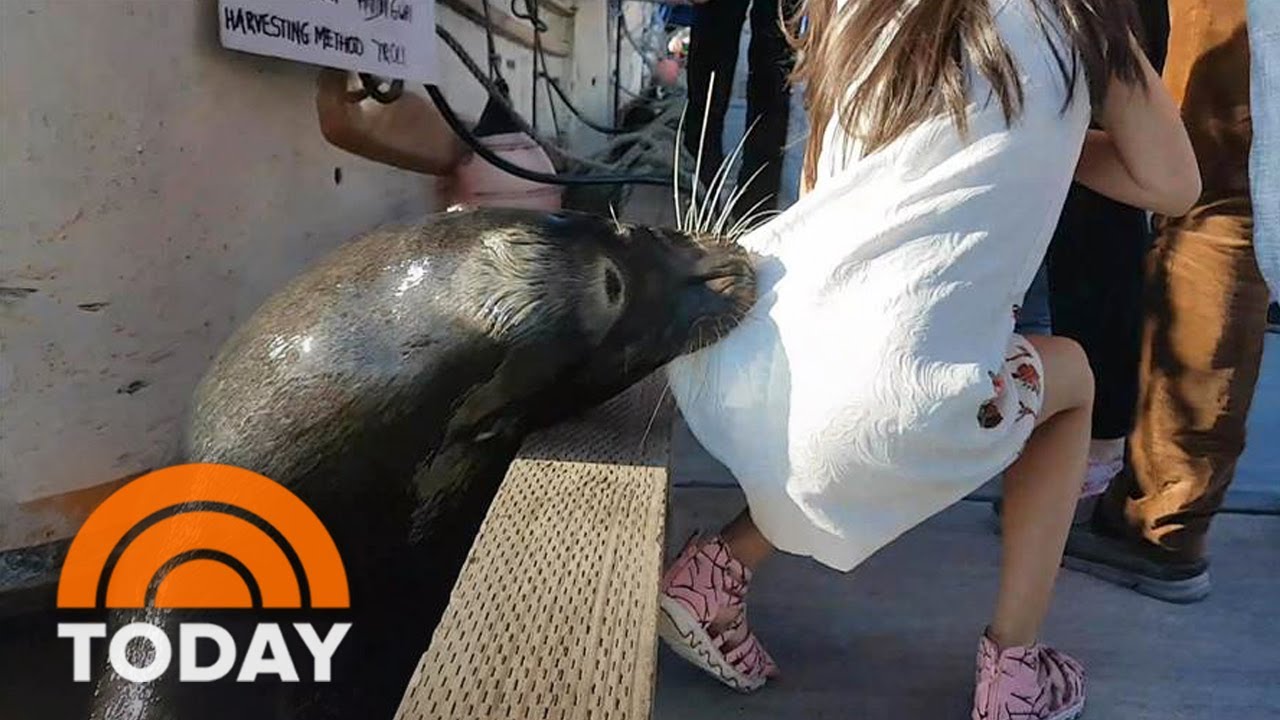 Family Of Little Girl Grabbed By Sea Lion Speaks Out | TODAY