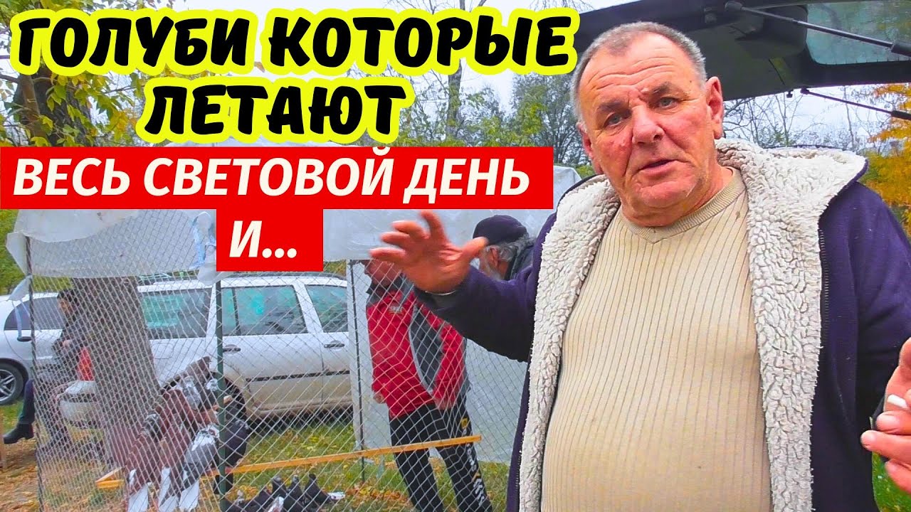 Осенняя Ярмарка голубей 2025 снова радует! г.Павлоград 18.10.2025 2-я ч.