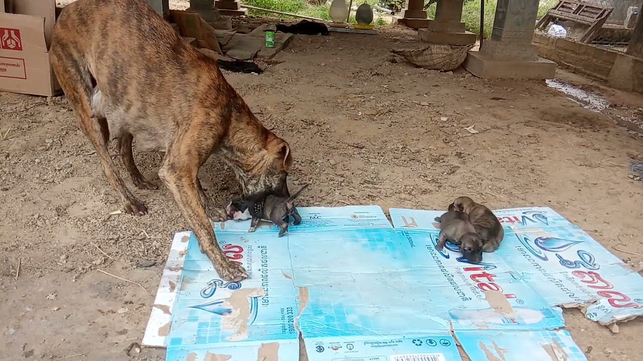 Mother dog try to move puppies new which new born to breath feeding at her better place by bite