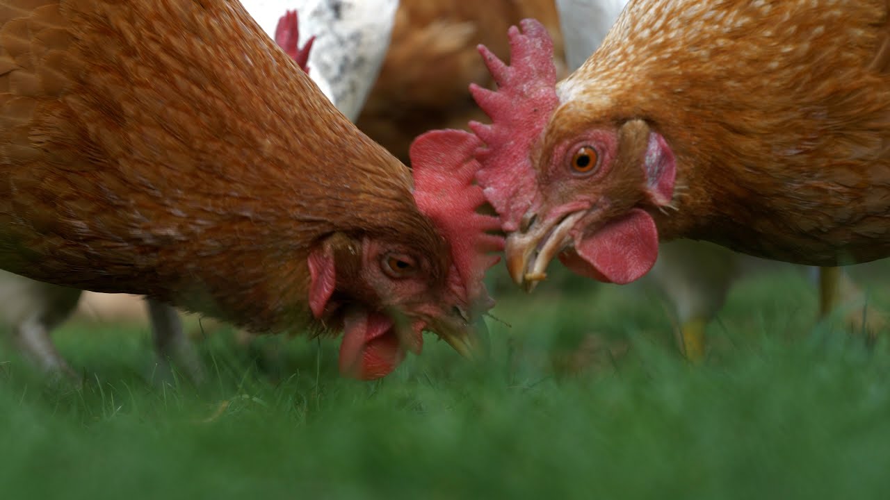 Ernährung von Hühnern: Was müssen Sie bei Fütterung und Pflege beachten? | Boxengold Vita Chat