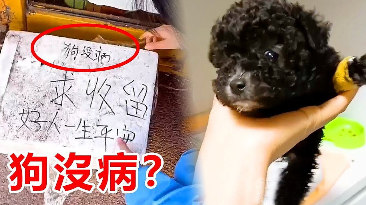 寵物店門口放了一個紙箱，上面寫著：狗沒病求收留，打開後卻驚呆了！！！#狗狗 #救助 #流浪狗 #暖心 #善良 #感動 #正能量 #可愛 #真實故事 #寵物 #泰迪 #動物 #溫暖