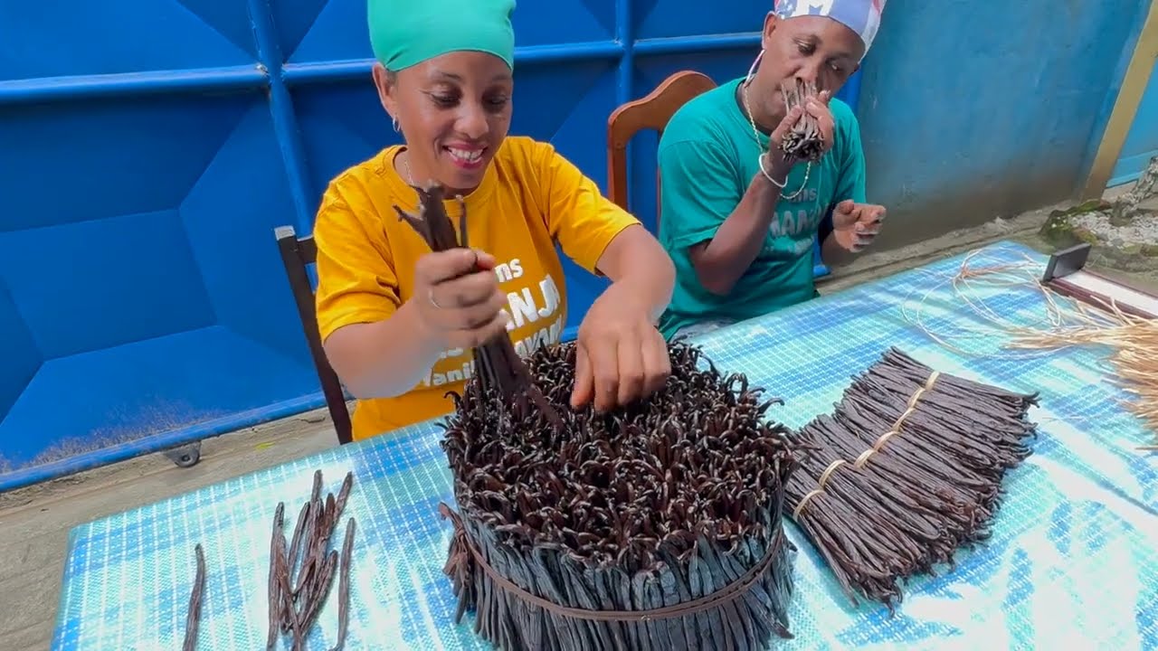 Pr&eacute;paration de la Vanille LAVANY Bourbon de Madagascar r&eacute;colte 2024