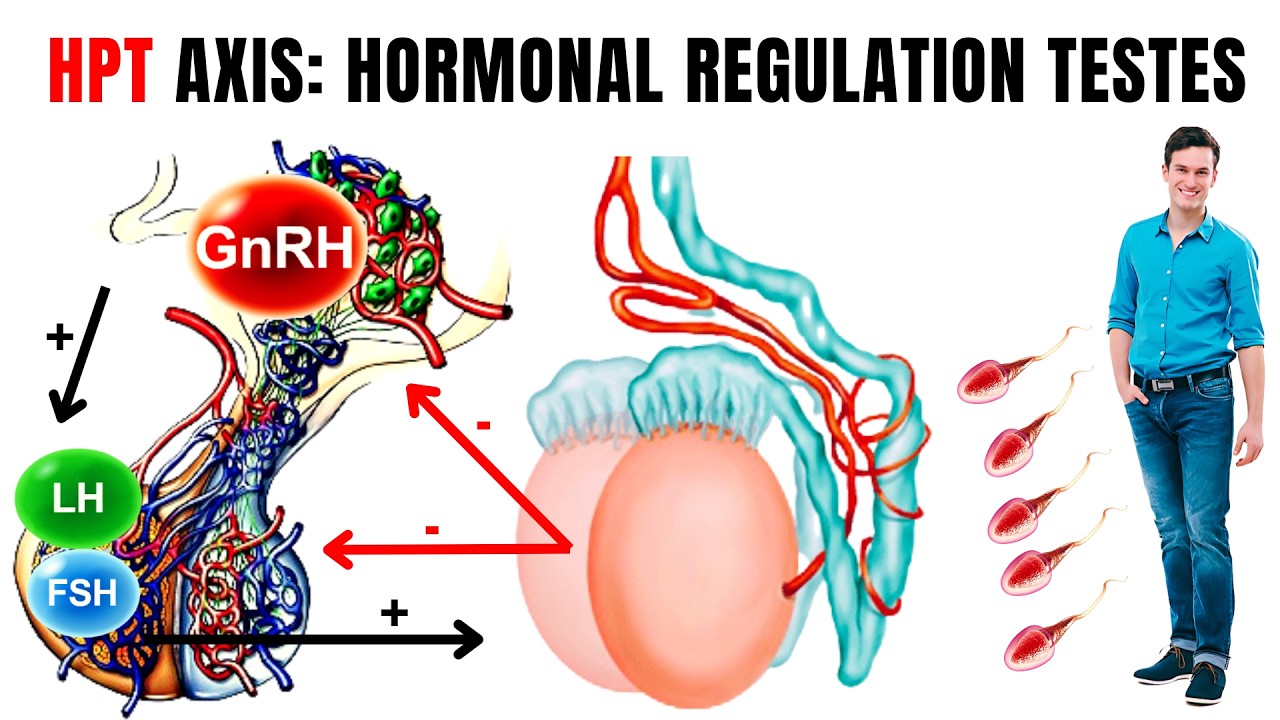Mechanisms of Testicular Regulation: From Hypothalamus to Spermatozoa