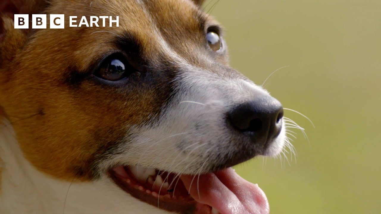 How Do Dogs Communicate? | Wonderful World of Puppies | BBC Earth Kids