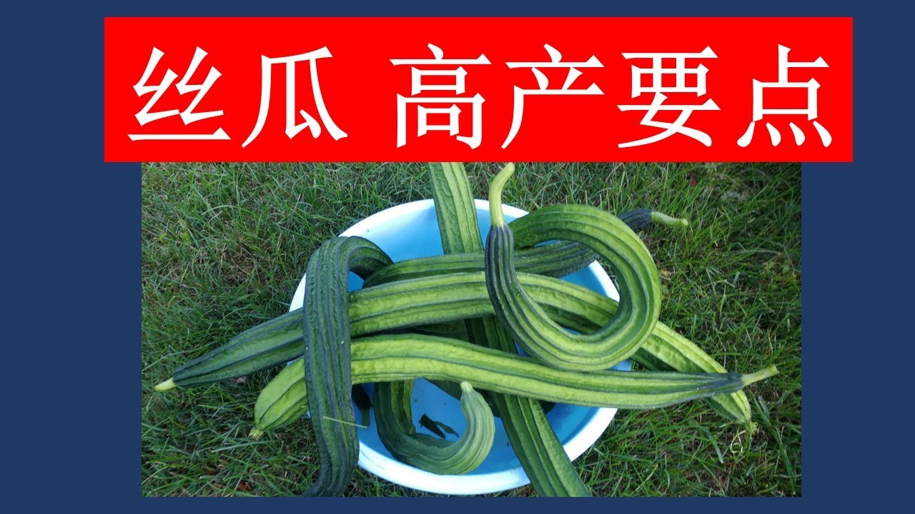 丝瓜种植的终极指南！简单实用又高产