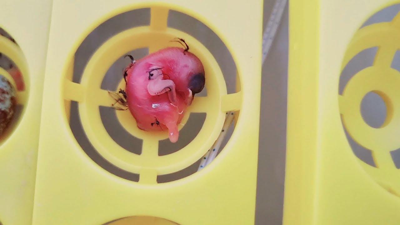 Птенец Тико тико родился в инкубаторе генетически сильным!