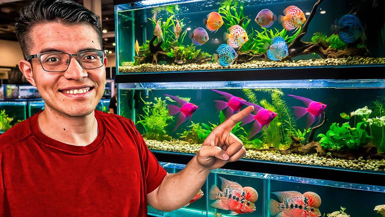 ¡La EXPO de PECES Más IMPRESIONANTE de México! Guppys, discos y mas🐟 AQUAFEST 2025