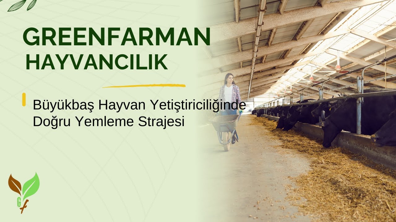 Büyükbaş Hayvan Yetiştiriciliğinde Doğru Yemleme Strajesi