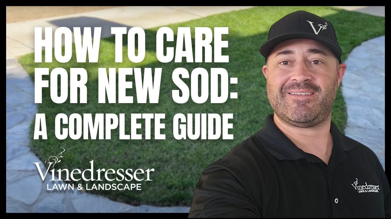 How to Care for New Sod: A Complete Guide