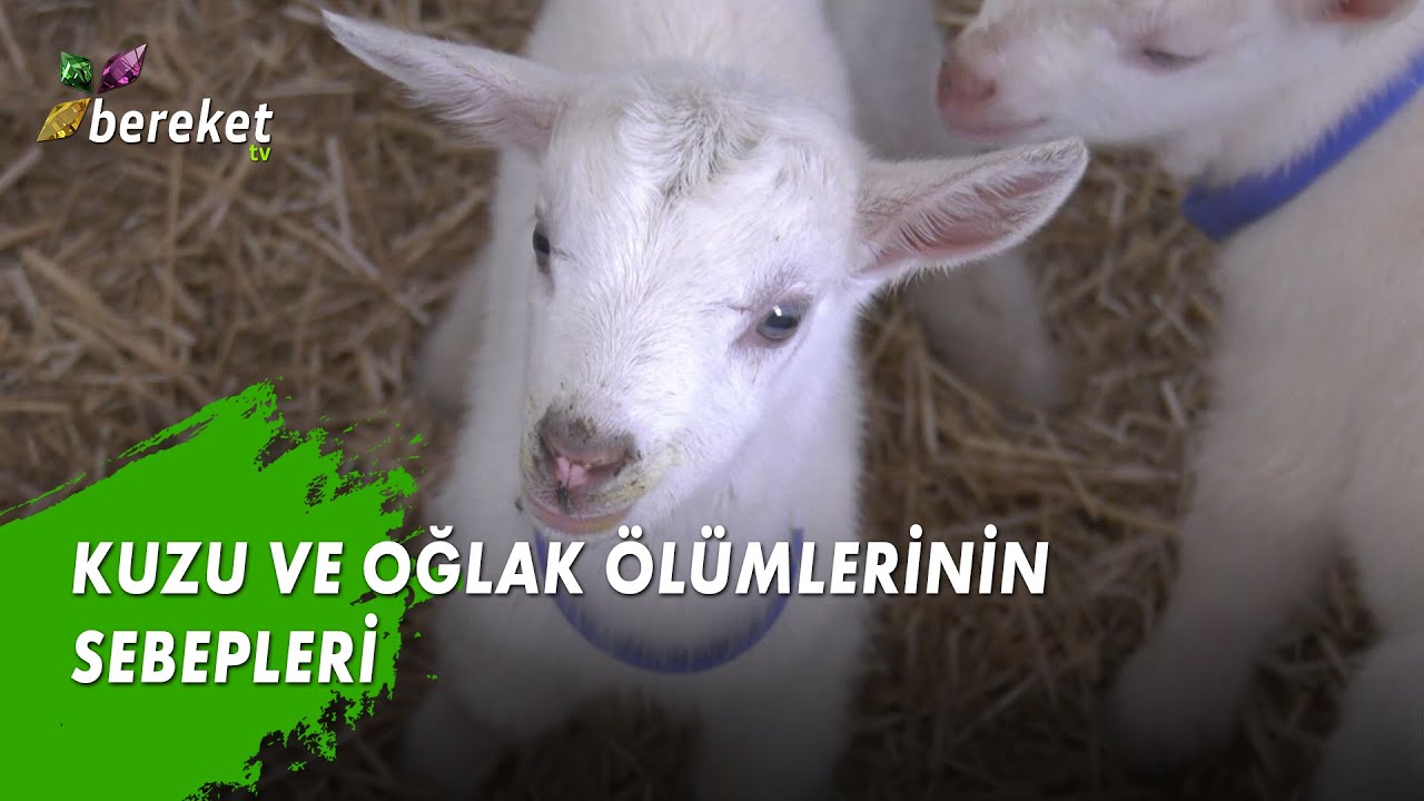 Baş Çoban - Kuzu ve Oğlak Ölümleri