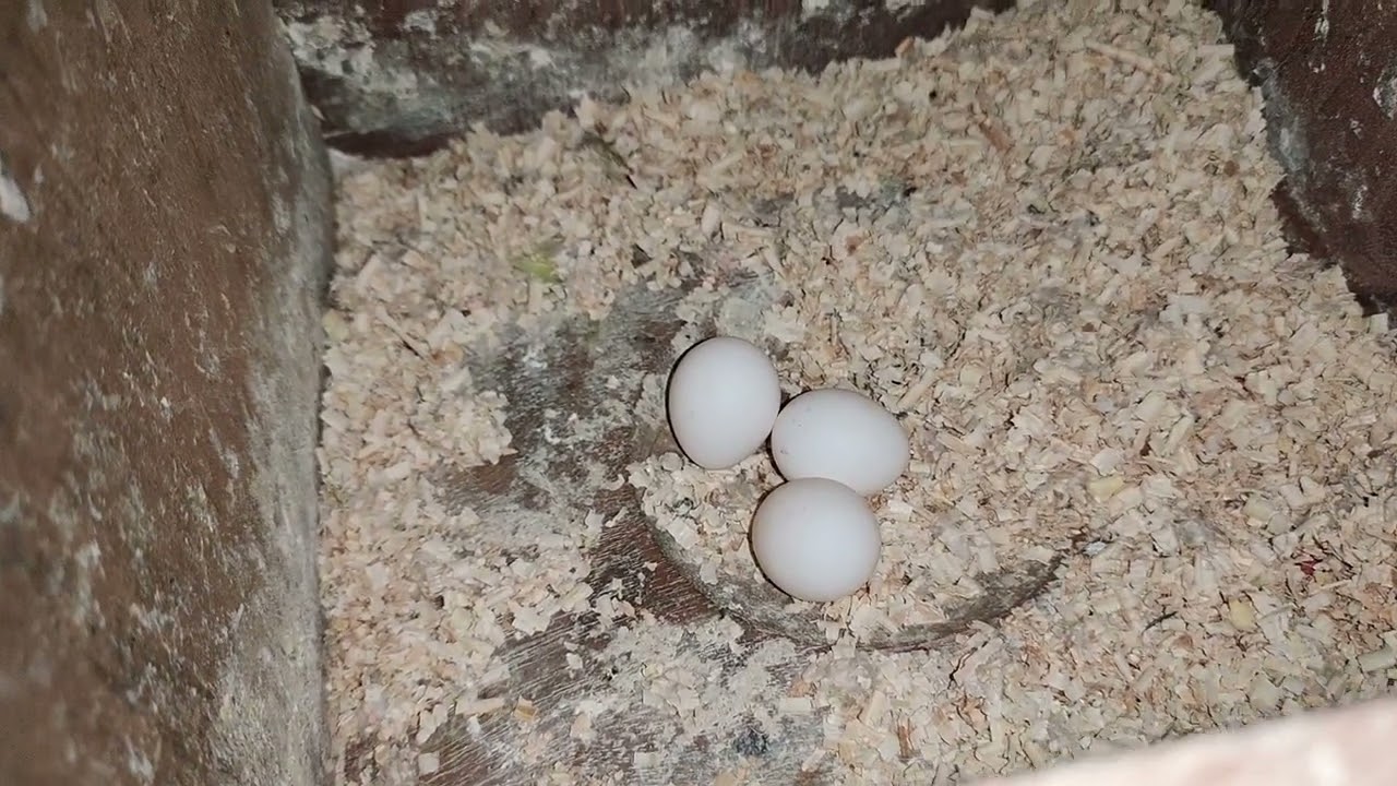 Ringneck 2nd Cluch ready  MashaAllah 