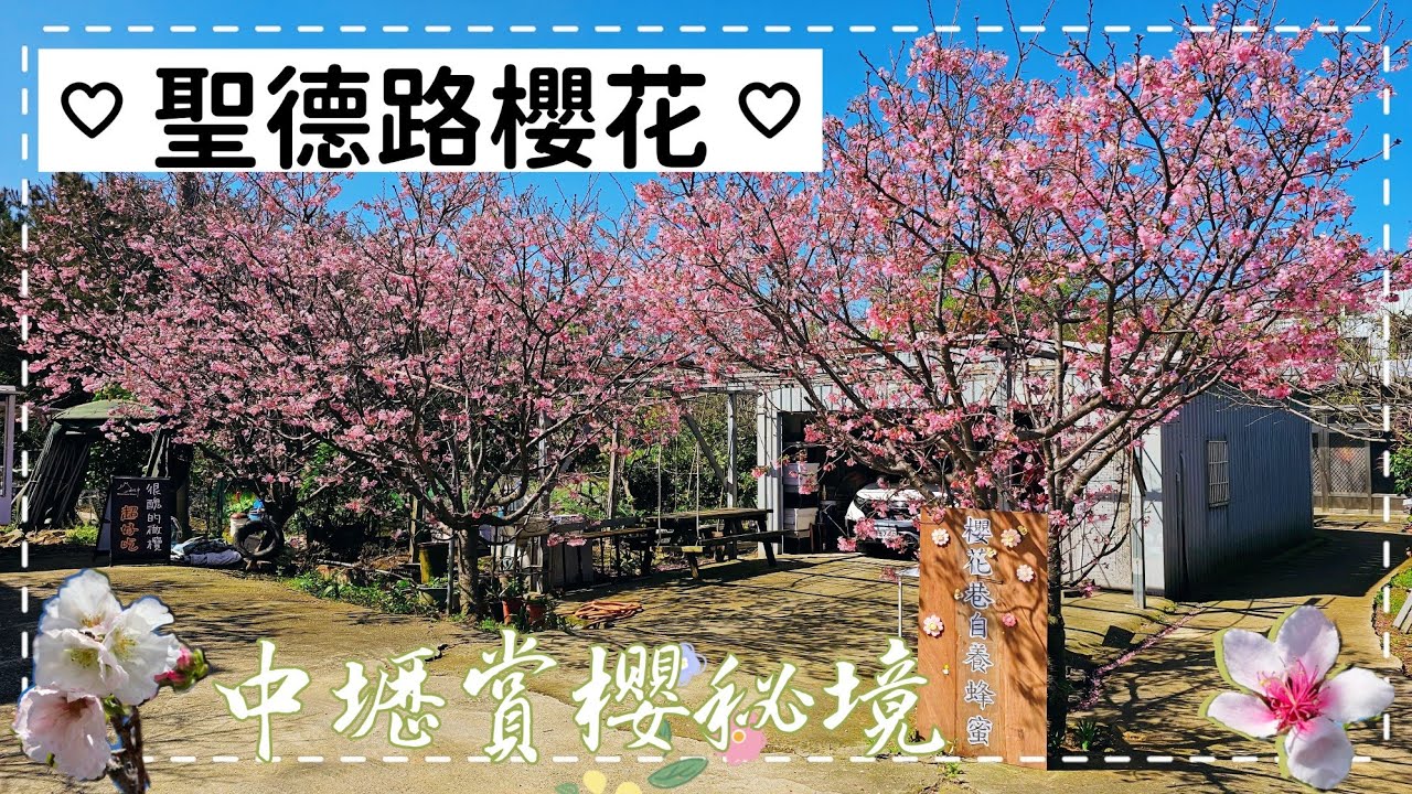 🌸久違的好天氣！中壢聖德路櫻花祕境🌸