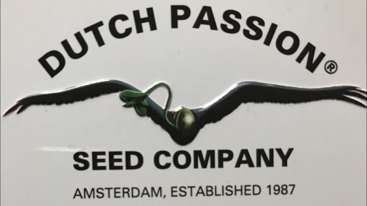 Dutch passion+Seedsman grow Sponsored By #innovatingplantproducts