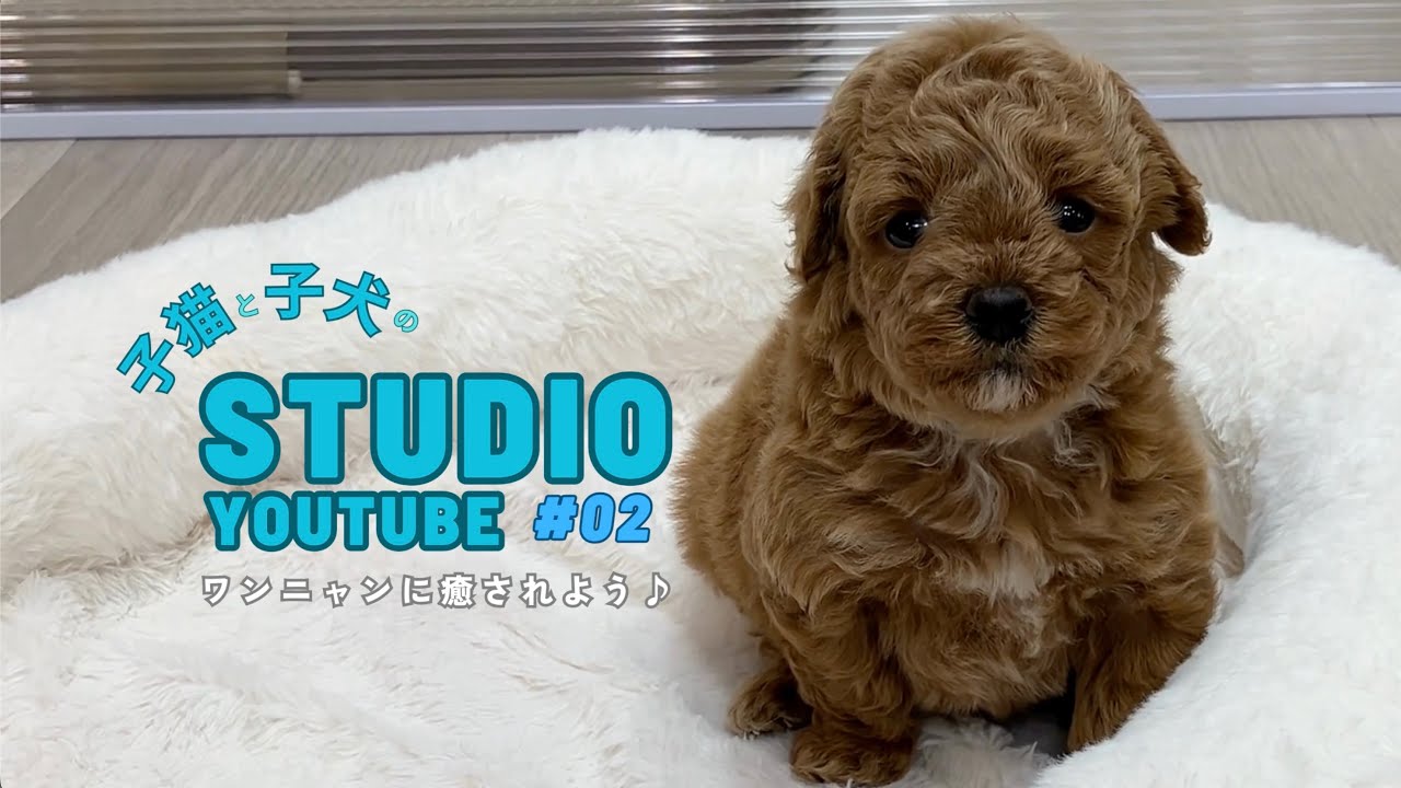 【ふよふよ赤ちゃん】トイプーのよちよち赤ちゃん姿をご覧ください！