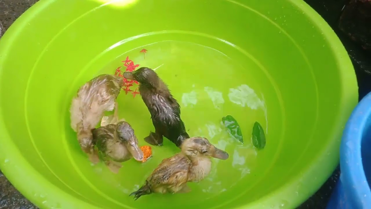 OMG 😱😳 my call duck 🦆 swimming 🥰