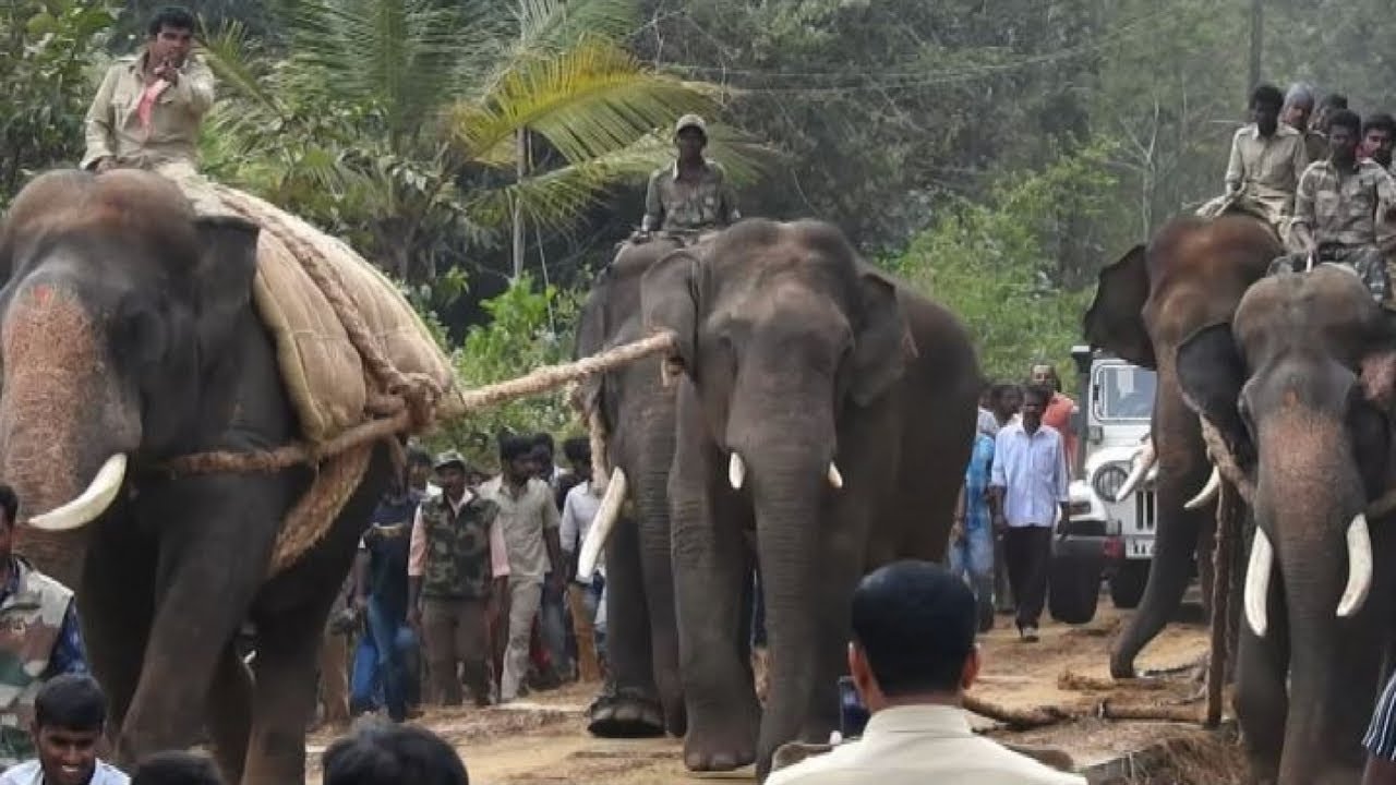 India, il rehab per gli elefanti selvaggi che minacciano l'uomo