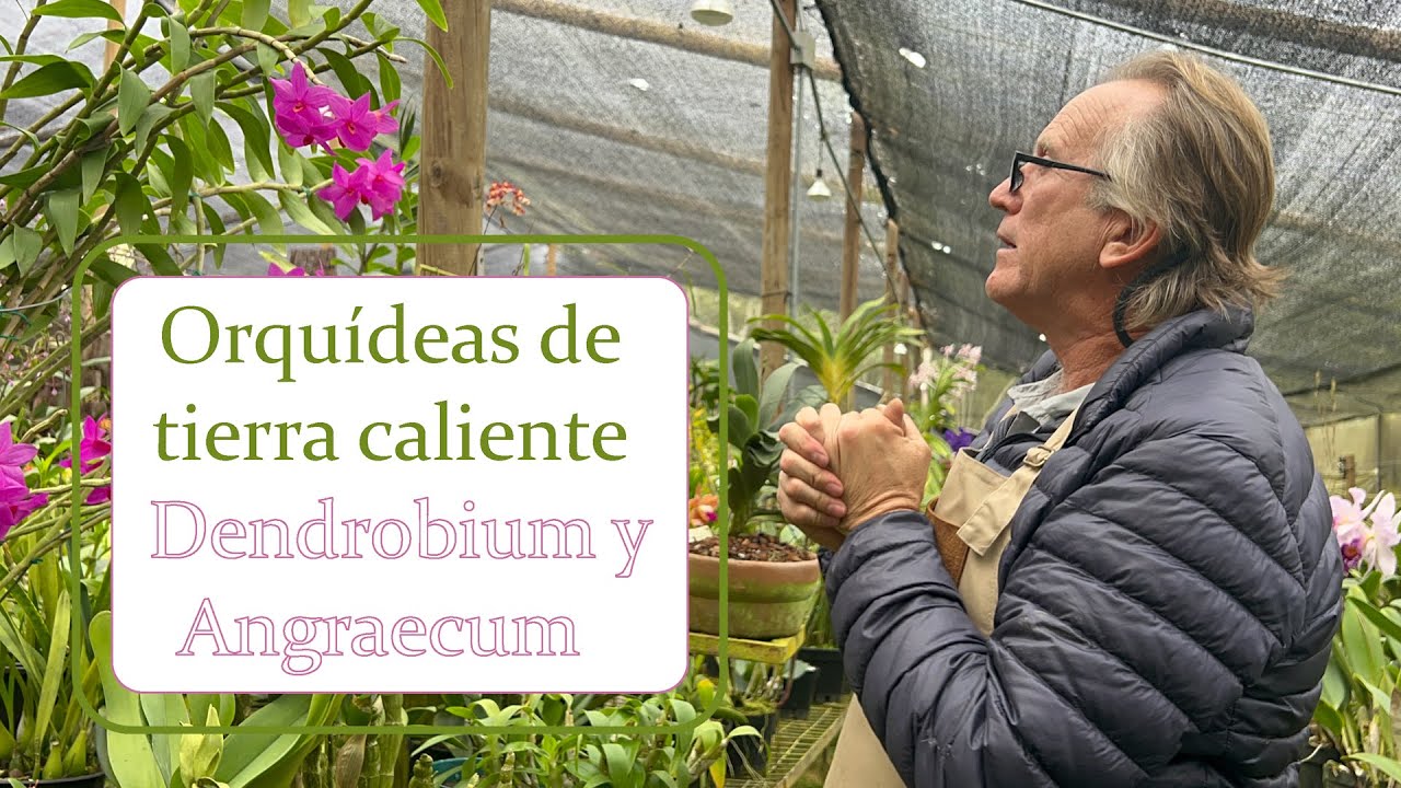 Orquídeas de tierra caliente - Dendrobium y Angraecum | Alma del bosque