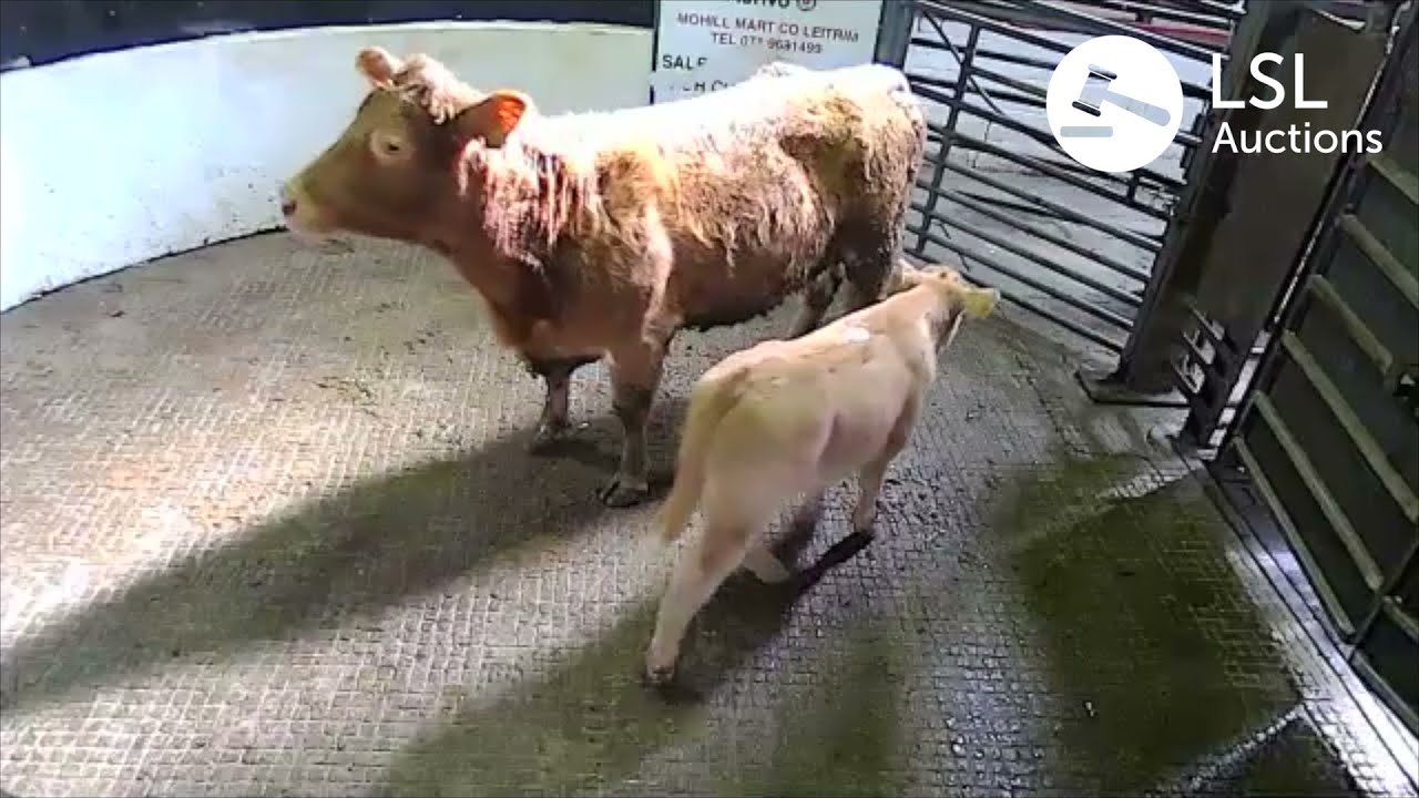LSL Auctions - Stand-out outfit with Bull Calf at Aurivo Livestock Mart Mohill - LSLAuctions.com