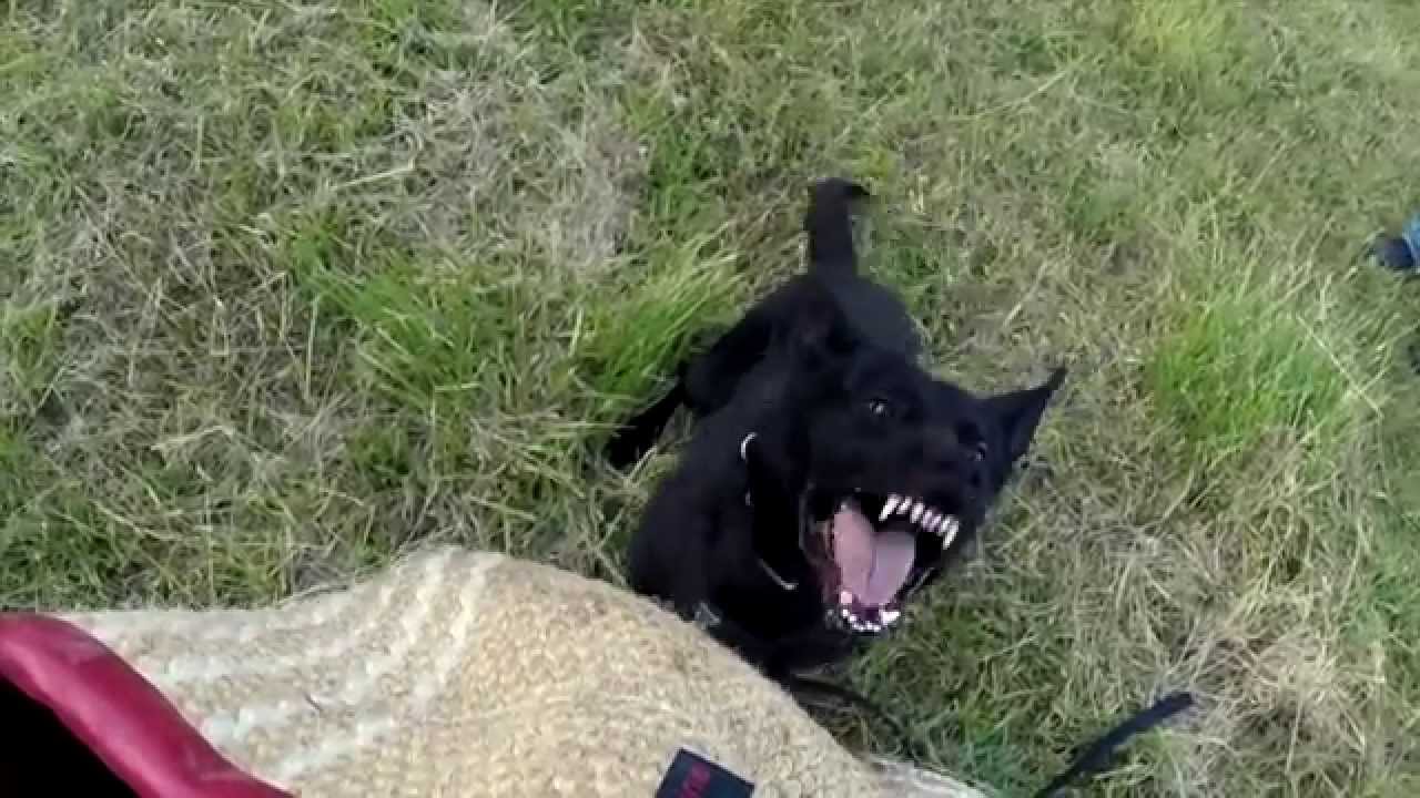 Eugene Police Department: K-9 Unit