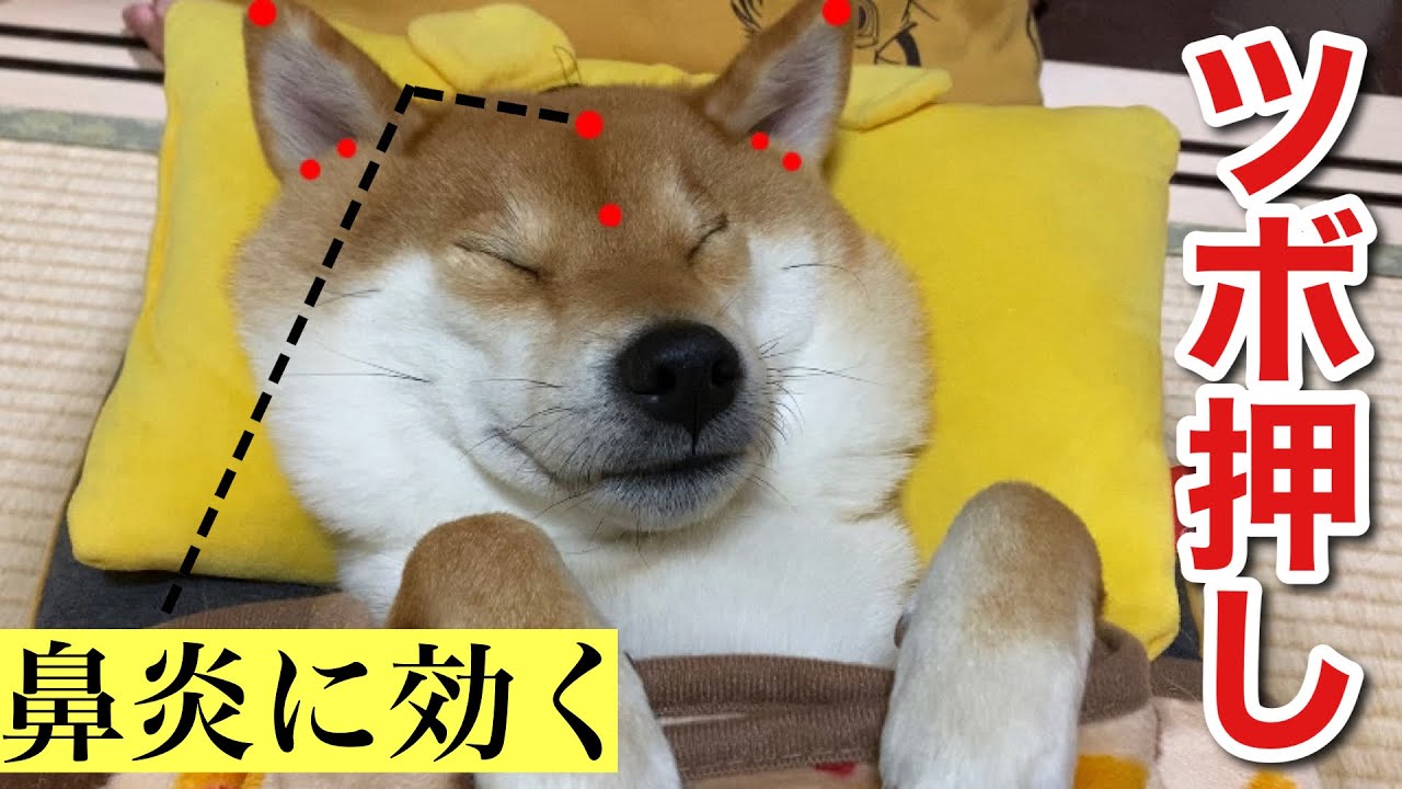 【柴犬】ツボ押しマッサージが気持ちよすぎて最終的に本気寝してしまうお客様