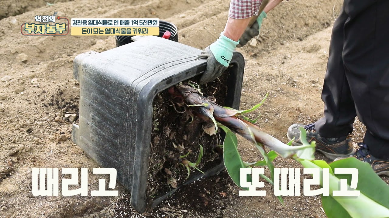 [부자농부 성공비법]  바나나 나무 분지법!