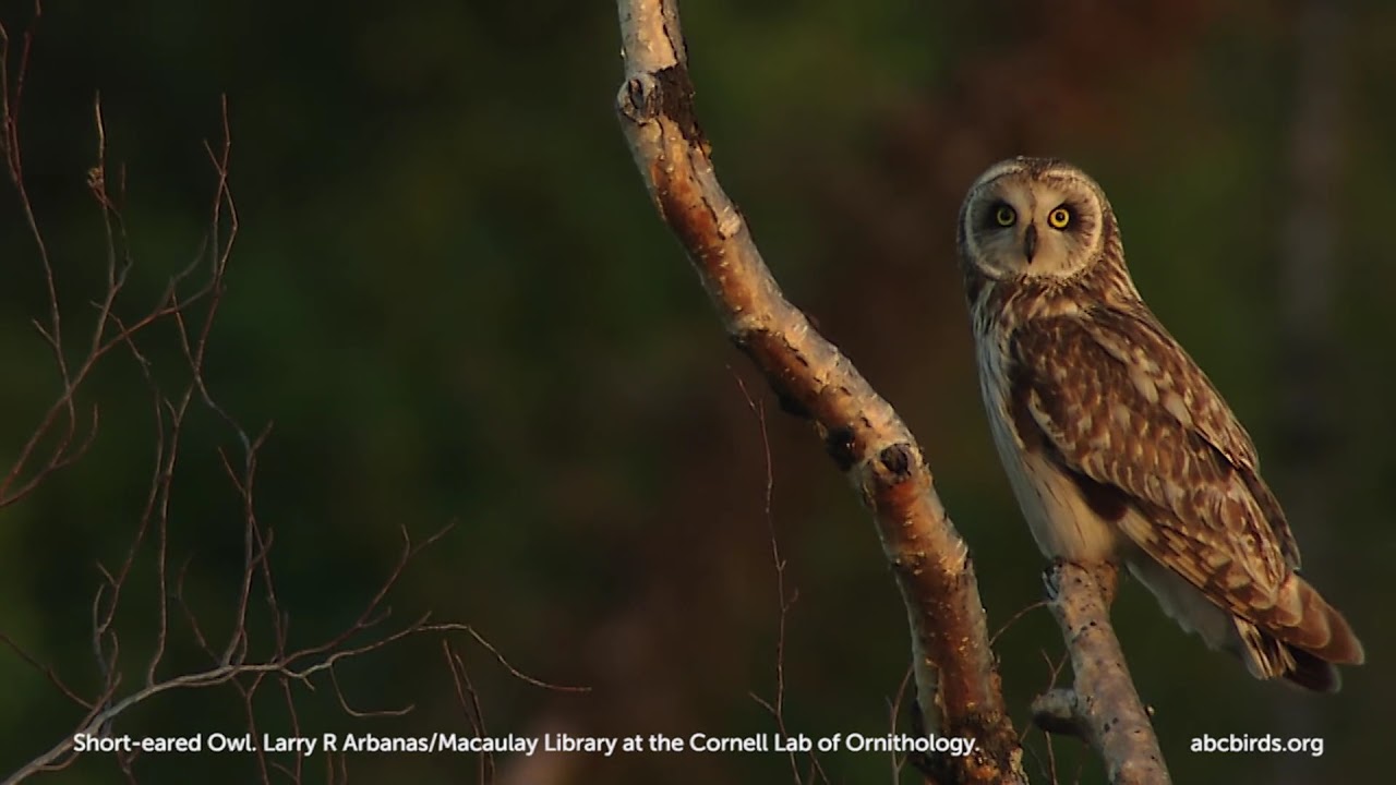 Short-eared Owl