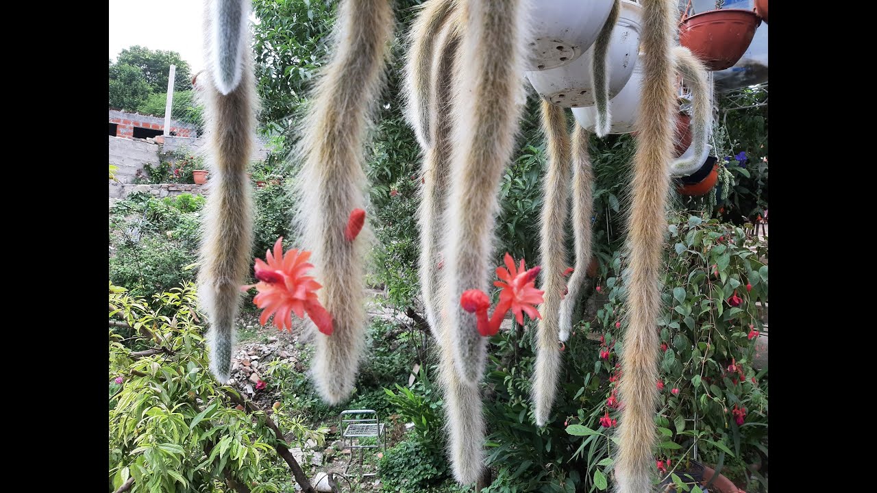 Siembra de semillas de Cactus Cola de Mono - Cleistocactus winteri subs. Colademononis
