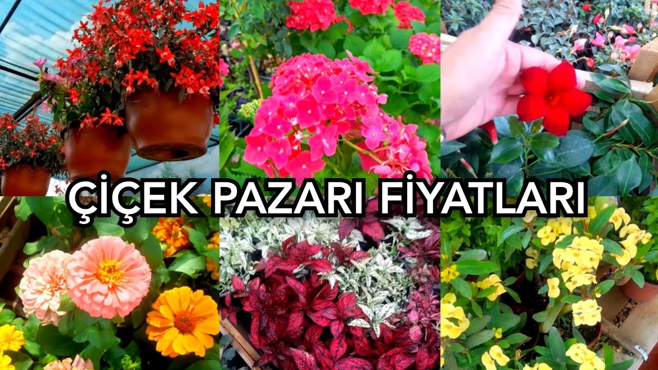 ÇİÇEK FİYATLARI DÜŞMÜŞ‼️🌻🌹Fidan Pazarı Çiçekleri ve Fiyatları #çiçekpazarı #çiçek#flowers
