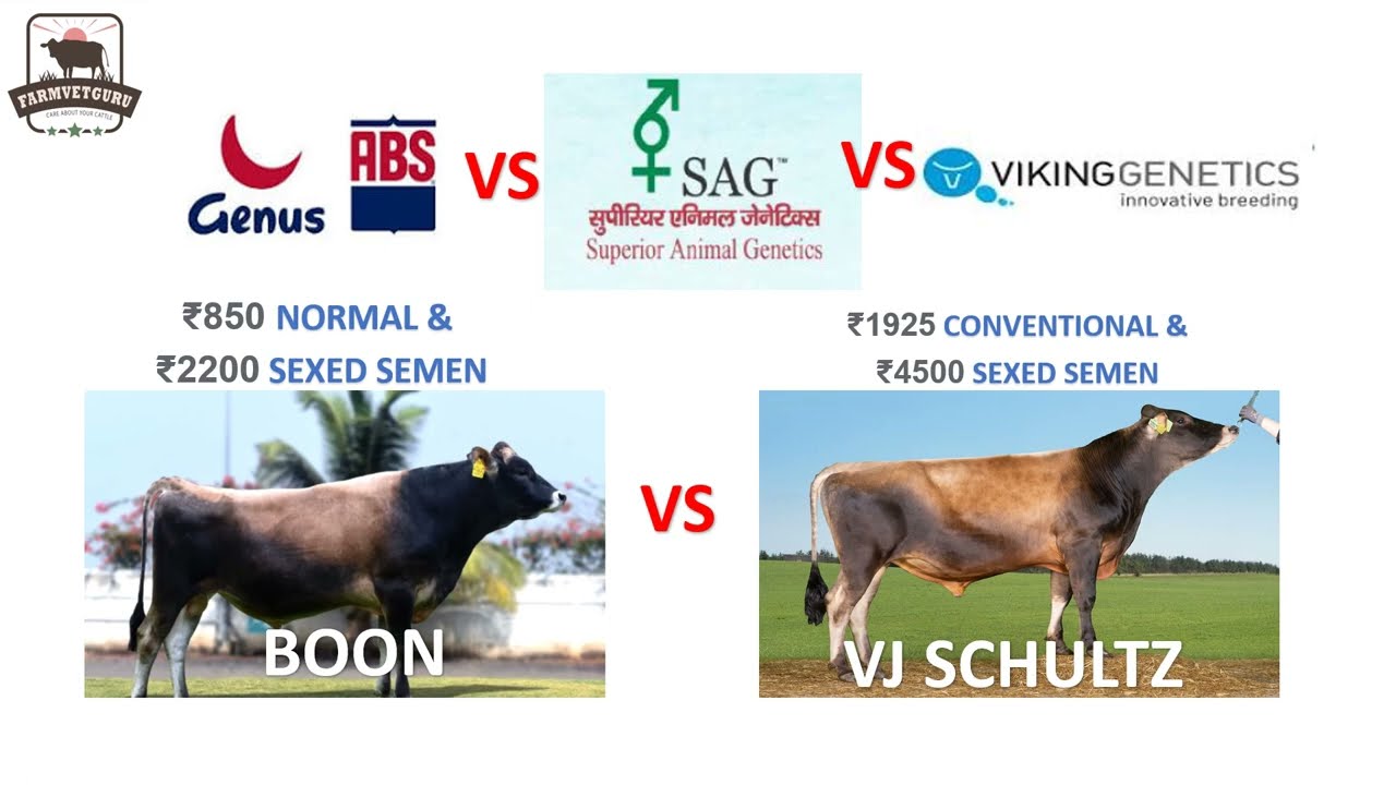 ABS BOON VS VIKING GENETICS VJ SCHULTZ JERSEY TOP BULLS | VIKING GENETICS BULLS VS SAG BULLS |