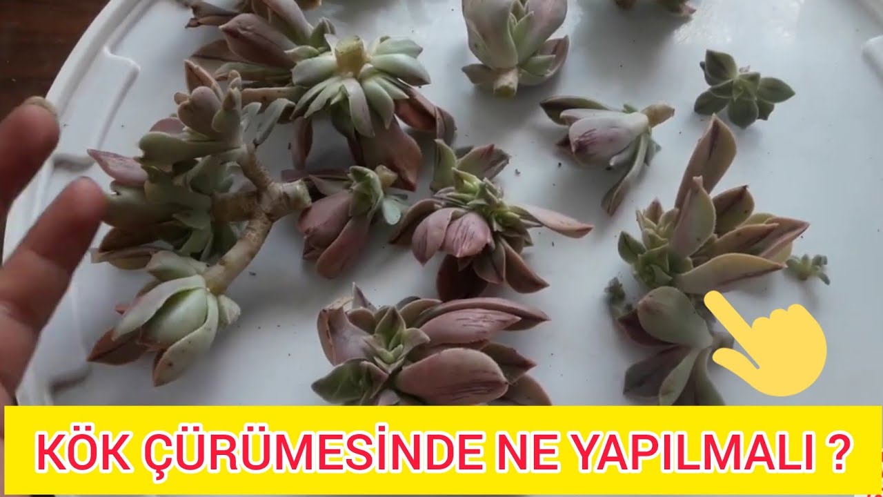 KÖK ÇÜRÜMESİ OLDU KOCAMAN AEONİUM ⁉️