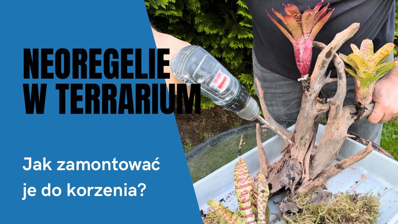 Neoregelie w terrarium &ndash; jak zamocować je do korzenia? Aqua-Tech